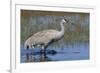 Sandhill crane foraging in flooded farmers field-Ken Archer-Framed Photographic Print