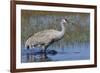 Sandhill crane foraging in flooded farmers field-Ken Archer-Framed Photographic Print