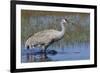Sandhill crane foraging in flooded farmers field-Ken Archer-Framed Photographic Print