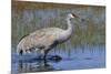 Sandhill crane foraging in flooded farmers field-Ken Archer-Mounted Photographic Print