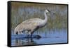 Sandhill crane foraging in flooded farmers field-Ken Archer-Framed Stretched Canvas