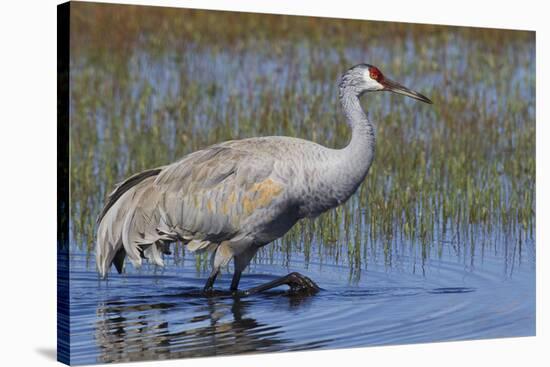 Sandhill crane foraging in flooded farmers field-Ken Archer-Stretched Canvas
