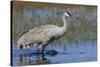 Sandhill crane foraging in flooded farmers field-Ken Archer-Stretched Canvas