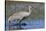 Sandhill crane foraging in flooded farmers field-Ken Archer-Stretched Canvas