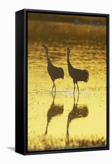 Sandhill Crane (Grus canadensis) adult pair, calling, Bosque del Apache National Wildlife Refuge-Bill Coster-Framed Stretched Canvas