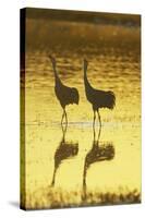 Sandhill Crane (Grus canadensis) adult pair, calling, Bosque del Apache National Wildlife Refuge-Bill Coster-Stretched Canvas
