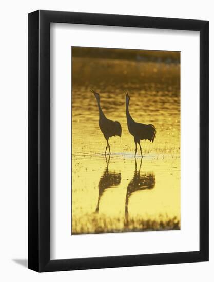 Sandhill Crane (Grus canadensis) adult pair, calling, Bosque del Apache National Wildlife Refuge-Bill Coster-Framed Photographic Print