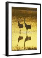 Sandhill Crane (Grus canadensis) adult pair, calling, Bosque del Apache National Wildlife Refuge-Bill Coster-Framed Photographic Print