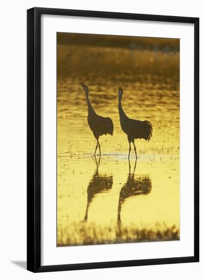 Sandhill Crane (Grus canadensis) adult pair, calling, Bosque del Apache National Wildlife Refuge-Bill Coster-Framed Photographic Print