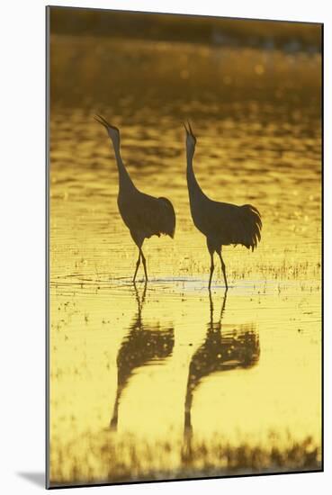 Sandhill Crane (Grus canadensis) adult pair, calling, Bosque del Apache National Wildlife Refuge-Bill Coster-Mounted Photographic Print