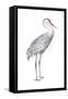 Sandhill Crane (Grus Canadensis), Birds-Encyclopaedia Britannica-Framed Stretched Canvas