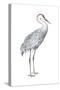 Sandhill Crane (Grus Canadensis), Birds-Encyclopaedia Britannica-Stretched Canvas