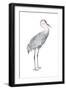 Sandhill Crane (Grus Canadensis), Birds-Encyclopaedia Britannica-Framed Art Print