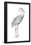 Sandhill Crane (Grus Canadensis), Birds-Encyclopaedia Britannica-Framed Poster
