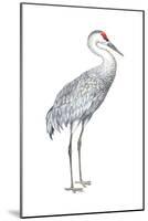 Sandhill Crane (Grus Canadensis), Birds-Encyclopaedia Britannica-Mounted Poster