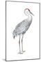 Sandhill Crane (Grus Canadensis), Birds-Encyclopaedia Britannica-Mounted Poster