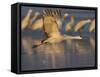 Sandhill Crane (Grus Canadensis), Bosque Del Apache, Socorro, New Mexico, USA-Thorsten Milse-Framed Stretched Canvas