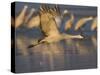 Sandhill Crane (Grus Canadensis), Bosque Del Apache, Socorro, New Mexico, USA-Thorsten Milse-Stretched Canvas