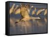 Sandhill Crane (Grus Canadensis), Bosque Del Apache, Socorro, New Mexico, USA-Thorsten Milse-Framed Stretched Canvas