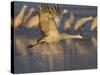 Sandhill Crane (Grus Canadensis), Bosque Del Apache, Socorro, New Mexico, USA-Thorsten Milse-Stretched Canvas