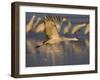 Sandhill Crane (Grus Canadensis), Bosque Del Apache, Socorro, New Mexico, USA-Thorsten Milse-Framed Photographic Print