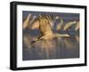 Sandhill Crane (Grus Canadensis), Bosque Del Apache, Socorro, New Mexico, USA-Thorsten Milse-Framed Photographic Print