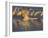 Sandhill Crane (Grus Canadensis), Bosque Del Apache, Socorro, New Mexico, USA-Thorsten Milse-Framed Photographic Print