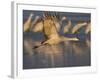 Sandhill Crane (Grus Canadensis), Bosque Del Apache, Socorro, New Mexico, USA-Thorsten Milse-Framed Photographic Print