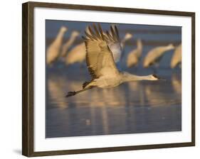 Sandhill Crane (Grus Canadensis), Bosque Del Apache, Socorro, New Mexico, USA-Thorsten Milse-Framed Photographic Print