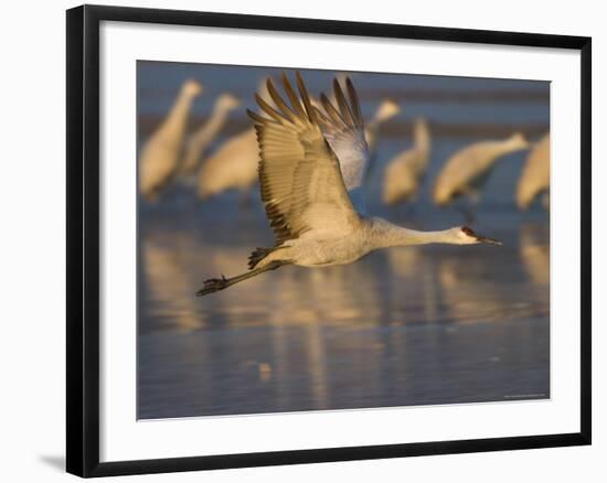 Sandhill Crane (Grus Canadensis), Bosque Del Apache, Socorro, New Mexico, USA-Thorsten Milse-Framed Photographic Print