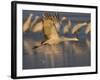 Sandhill Crane (Grus Canadensis), Bosque Del Apache, Socorro, New Mexico, USA-Thorsten Milse-Framed Photographic Print