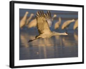 Sandhill Crane (Grus Canadensis), Bosque Del Apache, Socorro, New Mexico, USA-Thorsten Milse-Framed Photographic Print