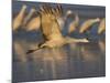 Sandhill Crane (Grus Canadensis), Bosque Del Apache, Socorro, New Mexico, USA-Thorsten Milse-Mounted Photographic Print