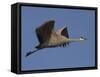 Sandhill Crane (Grus Canadensis), Bosque Del Apache, Socorro, New Mexico, USA-Thorsten Milse-Framed Stretched Canvas