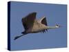 Sandhill Crane (Grus Canadensis), Bosque Del Apache, Socorro, New Mexico, USA-Thorsten Milse-Stretched Canvas