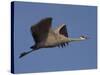 Sandhill Crane (Grus Canadensis), Bosque Del Apache, Socorro, New Mexico, USA-Thorsten Milse-Stretched Canvas