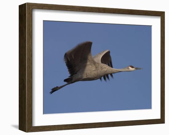 Sandhill Crane (Grus Canadensis), Bosque Del Apache, Socorro, New Mexico, USA-Thorsten Milse-Framed Photographic Print