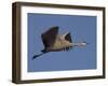 Sandhill Crane (Grus Canadensis), Bosque Del Apache, Socorro, New Mexico, USA-Thorsten Milse-Framed Photographic Print