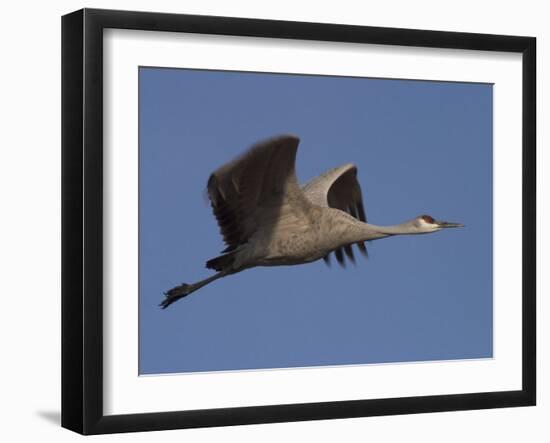 Sandhill Crane (Grus Canadensis), Bosque Del Apache, Socorro, New Mexico, USA-Thorsten Milse-Framed Photographic Print