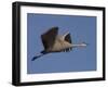 Sandhill Crane (Grus Canadensis), Bosque Del Apache, Socorro, New Mexico, USA-Thorsten Milse-Framed Photographic Print