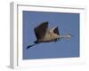 Sandhill Crane (Grus Canadensis), Bosque Del Apache, Socorro, New Mexico, USA-Thorsten Milse-Framed Photographic Print