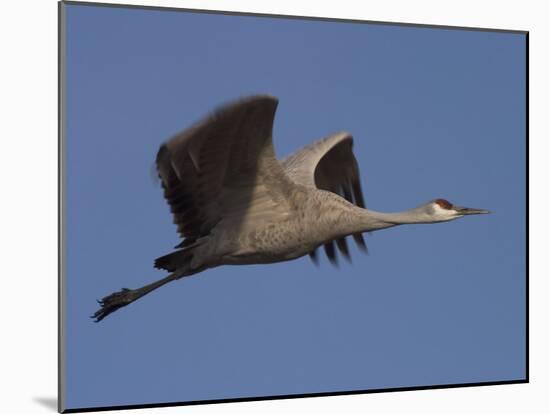 Sandhill Crane (Grus Canadensis), Bosque Del Apache, Socorro, New Mexico, USA-Thorsten Milse-Mounted Photographic Print