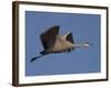 Sandhill Crane (Grus Canadensis), Bosque Del Apache, Socorro, New Mexico, USA-Thorsten Milse-Framed Photographic Print