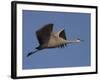 Sandhill Crane (Grus Canadensis), Bosque Del Apache, Socorro, New Mexico, USA-Thorsten Milse-Framed Photographic Print