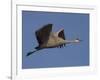 Sandhill Crane (Grus Canadensis), Bosque Del Apache, Socorro, New Mexico, USA-Thorsten Milse-Framed Photographic Print