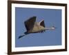 Sandhill Crane (Grus Canadensis), Bosque Del Apache, Socorro, New Mexico, USA-Thorsten Milse-Framed Photographic Print