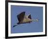 Sandhill Crane (Grus Canadensis), Bosque Del Apache, Socorro, New Mexico, USA-Thorsten Milse-Framed Photographic Print