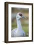 Sandhill Crane (Grus Canadensis) British Columbia, Canada. December-Gerrit Vyn-Framed Photographic Print