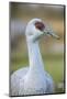 Sandhill Crane (Grus Canadensis) British Columbia, Canada. December-Gerrit Vyn-Mounted Photographic Print