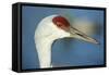 Sandhill Crane, Grus Canadensis Close Up of Head-Richard Wright-Framed Stretched Canvas